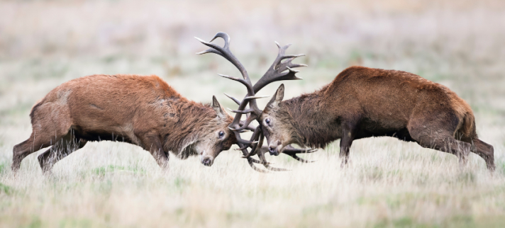 En conflit avec un collègue ? Pourquoi il faut faire remonter le problème… ensemble